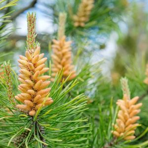 Pinus contorta – Beach Pine – Shore Pine – Pine – get a quote