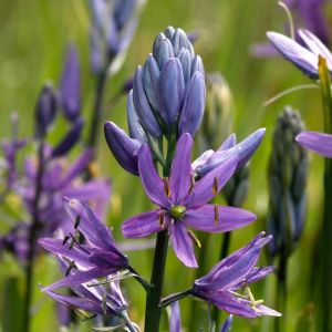 Camassia c. cusickii – bulb get a quote