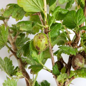 Gooseberry Mildew get a quote