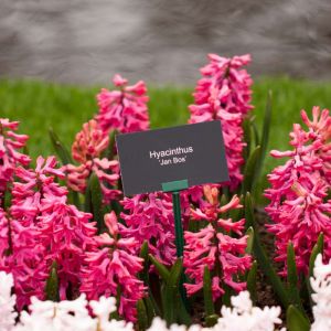 Hyacinthus ‘Jan Bos’ – Hyacinth ‘Jan Bos’ – get a quote