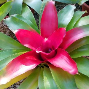 Neoregelia princeps – Aregelia – get a quote