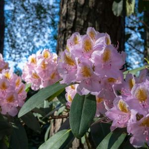 Rhododendron ‘Scintillation’ – Azaleas – get a quote