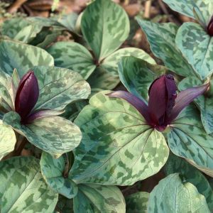 Trillium cuneatum – Trillium sessile of gardens – Whipporwill Flower – Trinity Flower – Wakerobin – Wood Lily – get a quote