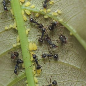 Predatory Ants – Formicidae get a quote