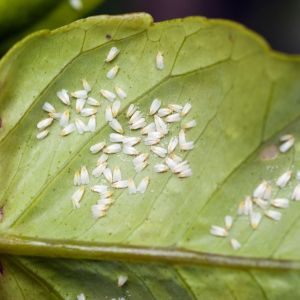 Greenhouse Whitefly – Trialeurodes vaporariorum get a quote