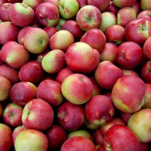 Apple – McIntosh Apple tree – Malus get a quote