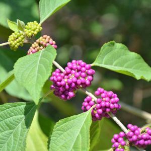 Callicarpa americana – French Mulberry – American Beauty Bush – American Beauty Berry – Beautyberry – get a quote