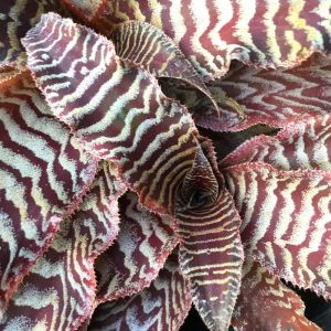 Cryptanthus zonatus – Zebra Plant – Earth Star – Starfish Plant – get a quote