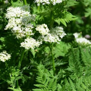 Myrrhis odorata – Sweet Cicely – Garden Myrrh – Sweet Cicely – get a quote