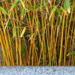 Phyllostachys aurea – Fishpole Bamboo – Golden Bamboo – get a quote
