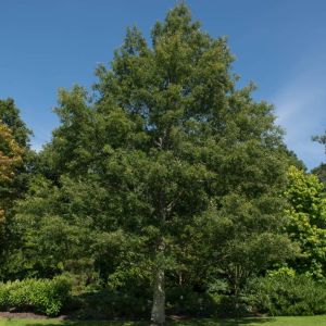 Quercus cerris – Turkey Oak – Oak – get a quote