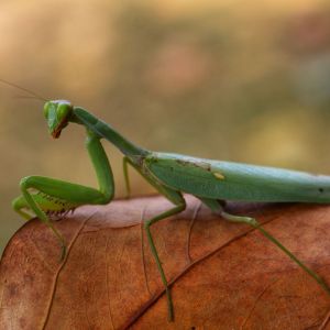 European Mantid – Mantis religiosa get a quote