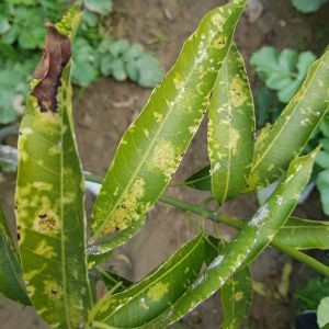 False Oleander Scale – Pseudaulacaspis cockerlli get a quote