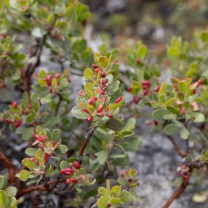 Manzanita Leaf Gall Aphid – Tamalia coweni get a quote