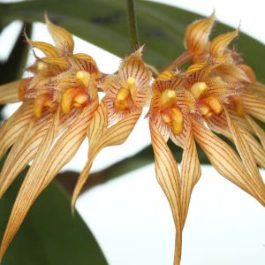 Bulbophyllum – orchid get a quote