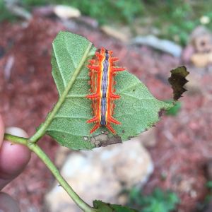 Stinging Rose Caterpillar – Parasa indetermina get a quote