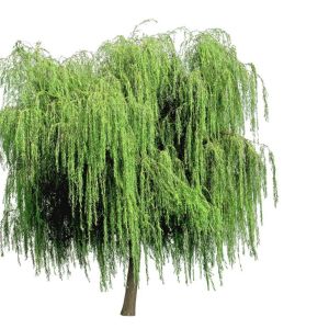 Salix – Weeping Willow Tree get a quote