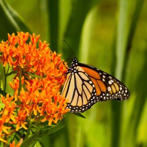 Asclepias tuberosa – Butterfly Weed – Milkweed – Silkweed get a quote