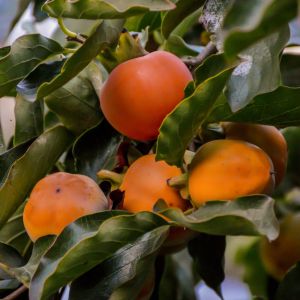 Diospyros khaki ‘Fuyu’ – Chinese Persimmon – Japanese Persimmon – Khaki – Japanese Date Plum – Persimmon – Ebony – get a quote