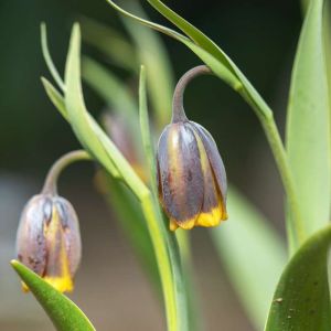 Fritillaria michailovskyi – Fritillary – get a quote