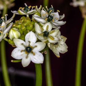 Ornithogalum arabicum – Star-of-Bethlehem – get a quote