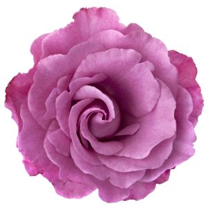 Rosa ‘Lavender Jewel’ – Rose ‘Lavender Jewel’ get a quote