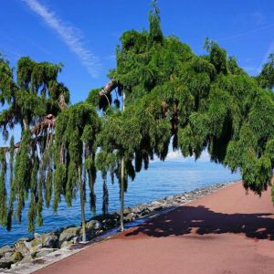 Sequoiadendron giganteum ‘Pendulum’ – Giant Redwood – Sierra Redwood – Sequoia gigantea – Giant Sequoia – Big Tree – get a quote