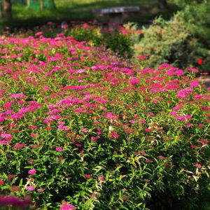 Spiraea ‘Anthony Watere’ get a quote