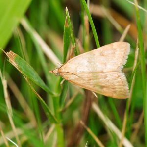 Garden Webworm – Achyra rantalis get a quote