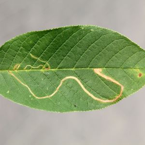 Lyonetia Leafminer – Lyonetia speculella get a quote