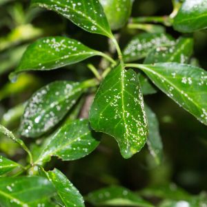 Euonymus Scale – Unaspis euonymi get a quote