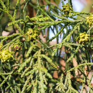 Athrotaxis laxifolia – Sumit Cedar – Tasmanian Cedar – get a quote