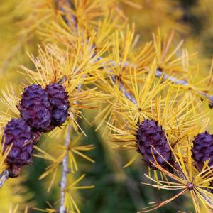 Larix x marschlinsii – Larix x eurolepis – Dunkeld Larch – Hybrid Larch – Larch – get a quote