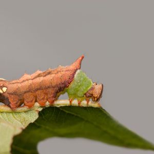 Unicorn Caterpillar – Schizura unicornis get a quote