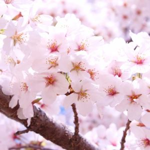 Prunus x yedoensis – Potomac Cherry – Yoshino Cherry – Tokyo Cherry get a quote