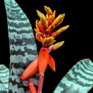 Aechmea chantinii – bromelaid get a quote