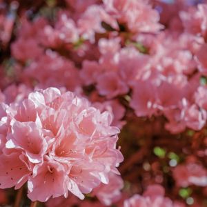 Rhododendron – Azalea x ‘Coral Bells’  – Coral Bells Azalea get a quote