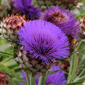 Cirsium rivulare – get a quote