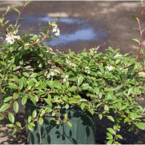 Cotoneaster salicifolius ‘Repens’ – Cotoneaster floccosus of gardens – Willowleaf Cotoneaster get a quote