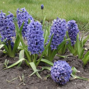 Hyacinthus ‘Ostara’ – Hyacinth ‘Ostara’ – get a quote