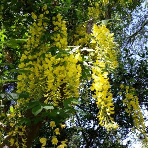 Laburnum x watereri ‘Vossii’ – Voss Laburnum – Golden Chain Tree – get a quote