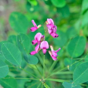 Lespedeza bicolor – Ezo-yama-hagi – Bush Clover – get a quote