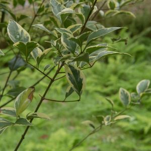 Ligustrum lucidum ‘Excelsum Superbum’ – Chinese Privet – Broad-leafed Privet – Glossy Privet – Waxleaf Privet – Privet – get a quote