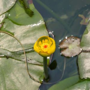 Nuphar pumila – Spatterdock – Pond Lily – Yellow Pond Lily – get a quote