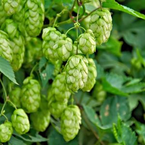 Humulus lupulus – Common Hops – Hops – Hop – get a quote