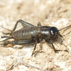 Field Crickets – Gryllus spp. get a quote