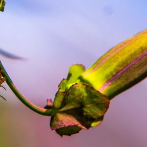 Oleander Caterpillar – Syntomeida epilais get a quote