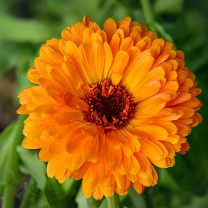 Calendula officinalis ‘Geisha Girl’ – English Marigold – Pot Marigold – Marigold – get a quote
