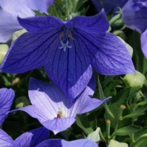 Platycodon b. ‘Sentimental Blue’ – Dwarf Balloon flower – get a quote