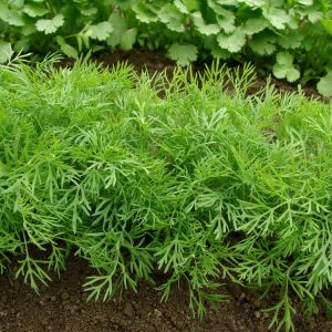 Dill – Anethum graveolens – Peucedanum graveolens – herb get a quote